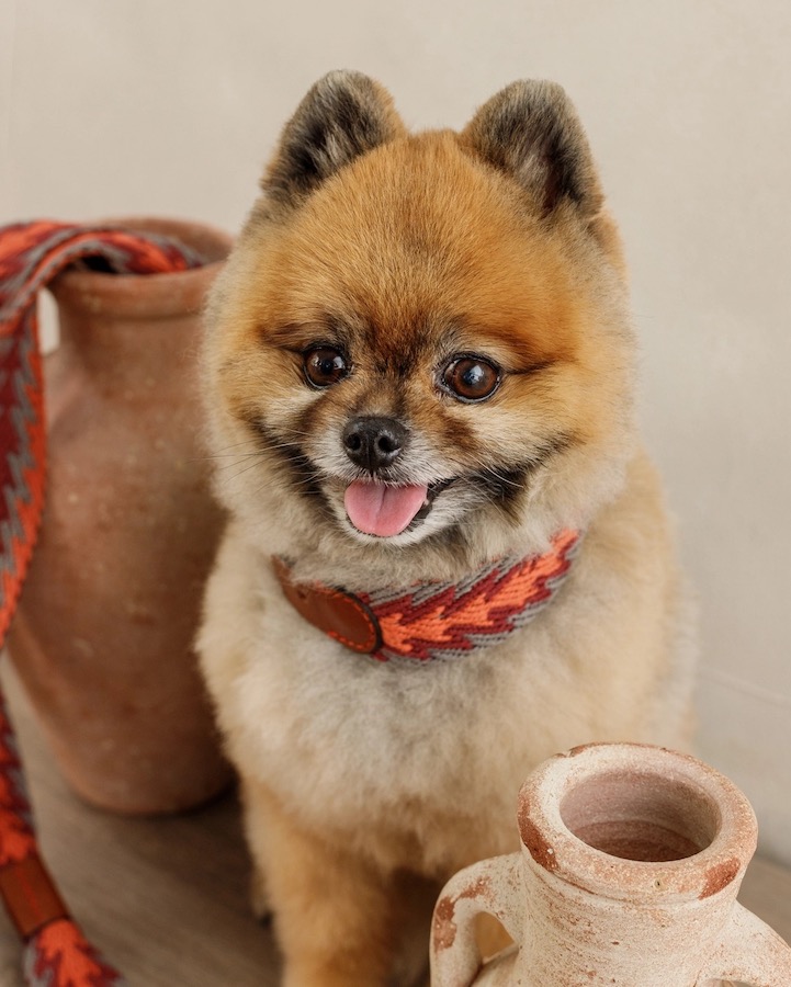 Halsband "Peruvian Arrow Orange" von Buddy's Dogwear – Bild 8