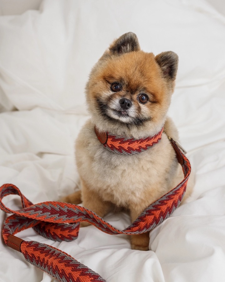 Leine "Peruvian Arrow Orange" von Buddy's Dogwear – Bild 6